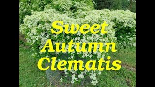 Sweet Autumn Clematis in SW Ohio [upl. by Temme]