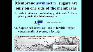 281 EM Cytochemical Demonstration of Membrane Asymmetry [upl. by Dene462]