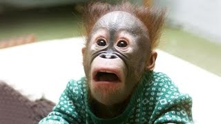 The Funniest Monkey Videos That Will Make You Laugh Hard [upl. by Laural]