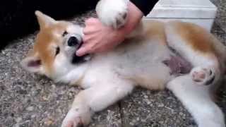 Akita puppies playing [upl. by Phillida]