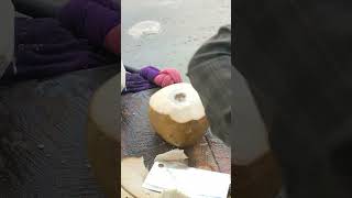 Cutting the coconut Coconut Craftman outdoors survival fruit coconut [upl. by Mizuki]