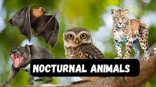 Nocturnal Animals  Animals which are active in night [upl. by Alaik375]