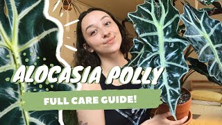 ALOCASIA POLLY PLANT CARE  dormancy propagation  more  alocasia amazonica [upl. by Selry817]