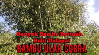 Banyak Bambu Unik Di Rumpun Ini Sulit Didapat [upl. by Oicneserc]