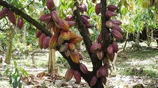 Cómo Realizar el Manejo Integrado de Cultivo de Cacao  TvAgro por Juan Gonzalo Angel [upl. by Ave]