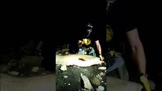 Huge Wels Catfish from the shore ☄️💥 fishing fishingadventure [upl. by Marienthal689]