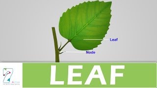 LEAF [upl. by Reste]