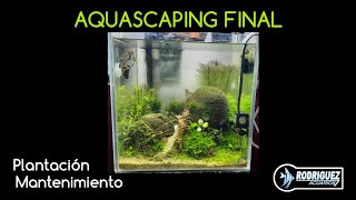 DISEÑO FINAL NANO AQUASCAPING SEGUNDA PARTE aquascaping nanoaquascaping [upl. by Adeirf860]