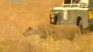 Lion vs wildebeest  BBC wildlife [upl. by Katuscha926]