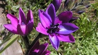 South African Babiana Stricta [upl. by Akirehs985]