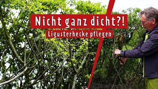 Ligusterhecke mit Löchern retten Das rät der Pflanzenarzt  MDR Garten [upl. by Hamlen323]