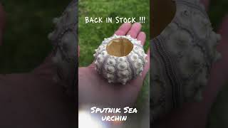 🌊 Back in Stock Our popular sea urchin shells are here again [upl. by Netloc]