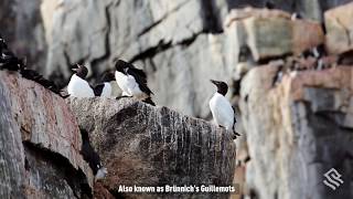 Thickbilled Murres on the Alkefjellet Cliffs Svalbard [upl. by Abana21]