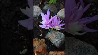 Colchicum waterlily ❤️ [upl. by Lean]