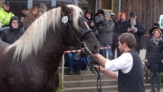 Rotstein  Schwarzwälder Kaltblut Körung Sankt Märgen 2018 [upl. by Analihp855]