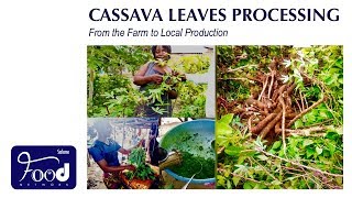 Sierra Leone Food CASSAVA LEAVES FROM THE FARM TO LOCAL PRODUCTION IN BO [upl. by Magdaia]