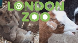 Exploring ZSL London Zoo For The First Ever Time VLOG 21st May 2024 [upl. by Kamaria]