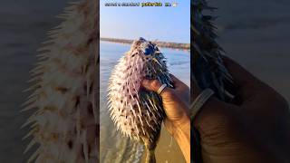 Rescue Mission The Incredible Journey of a Saved Puffer Fish saveing fishing pufferfish [upl. by Ardnekahs639]