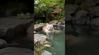 温泉に入るネコ A cat soaking in a hot spring [upl. by Larsen708]