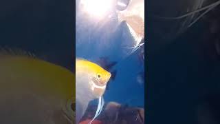 White yellow fish please subscribe my channel [upl. by Notsua]