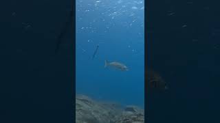 Big Bluefish appears from the blue tenerife diving ocean scubadiving [upl. by Ytsirhc]