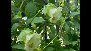 Another 1010 plant  Cobaea scandens Alba [upl. by Landry97]