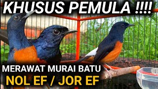 FULL  KHUSUS PEMULA CARA MERAWAT MURAI BATU NOL EF DAN JOR EF  DR MURAU BATU [upl. by Hurst]