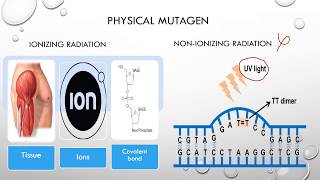 Ames Test for Mutagenicity [upl. by Nivrek]