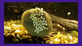 CloseUp Of A Nerite Snail On Its Eggs [upl. by Held]