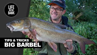 BARBEL FISHING UK  Tips Rigs and Tactics New River Season [upl. by Lan]