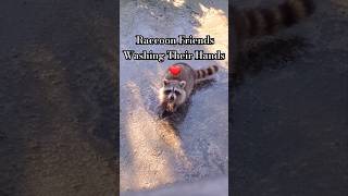 Raccoons Washing Hands raccoon toocute washyourhands nature animals funnyanimals ponds fyp [upl. by Neelyt54]