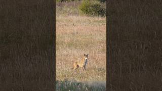 I taught this coyote to lay down 🤣 hunting nature wildlife wildanimals coyote wildlife [upl. by Nador]