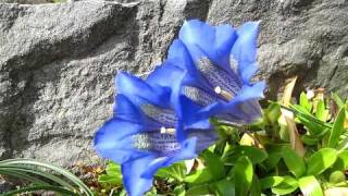 Gentiana acaulis [upl. by Moyers]