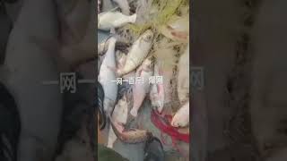 I can’t do it anymore the internet is booming  Douyin Hotspot  Chase the Sea  Outdoor Fishing [upl. by Winson]