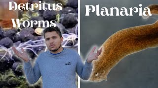 DETRITUS worms VS PLANARIA [upl. by Akilam]