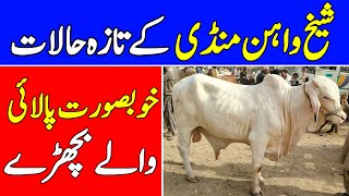 Sheikhwan Cow Mandi Updates ❤️‍🔥Beautiful Nookray Ablak Cholistani Bulls Update💥 Universal Topics [upl. by Atikram112]