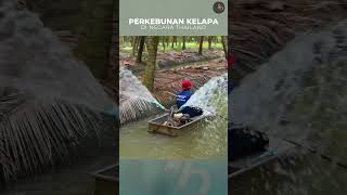 Thailand penghasil buah kelapa dan perkebunan modern kelapa [upl. by Vaientina]