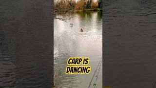 Carp is dancing…fishingcarp angler lake [upl. by Rangel]