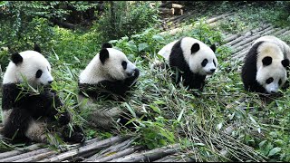 Panda Funny Moment Videos 🐼 The Panda is Super Cute When Eating 🐼 Panda Video Compilation [upl. by Ahsitneuq]