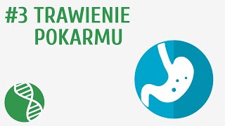 Trawienie pokarmu 3  Odżywianie [upl. by Benny]