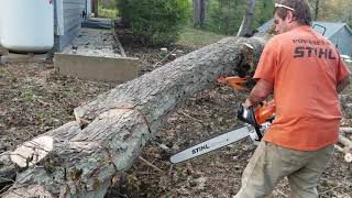 Stihl MS391 break in cuts [upl. by Yrnehnhoj709]