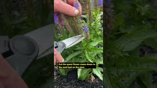 How to Deadhead Speedwell Plant shorts [upl. by Anayit849]