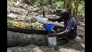 Ouganda  menace sur le quottontoquot alcool traditionnel à base de bananes [upl. by Hippel174]