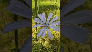 Cichorium Intybus Flower Plant Sound of a grasshopper [upl. by Valdas]