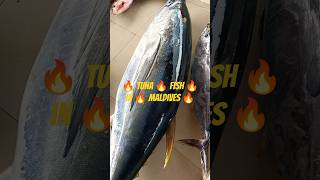 🔥 Tuna 🔥 fish 🔥 in 🔥 Maldives 🔥 comedy 🔥funny 🔥 [upl. by Clorinde]