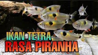 EXODON PARADOXUS IKAN TETRA PEMAKAN DAGING [upl. by Aeslehs]