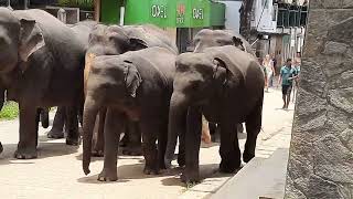 ELEPHANT ORPHANAGE PINNAWALA SRI LANKA [upl. by Nivat]