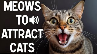 Meows to attract cats  make your cat reacts [upl. by Ahsino]