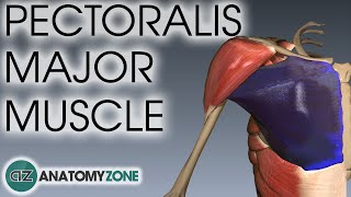 Pectoralis Major Muscle Anatomy  AnatomyZone [upl. by Korten]