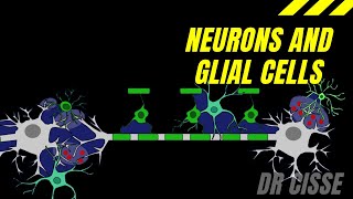 English Dr Cisse Neurons and Glial cells [upl. by Lubbock]